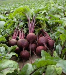 Насіння буряка Детройт, 10 кг (Hazera)