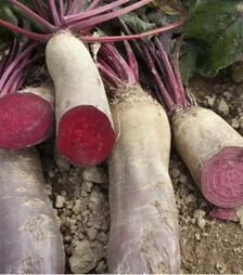 Семена свеклы Ренова, 100 г (Moravo Seed)