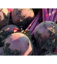 Насіння буряка Рубі Бой F1, п.о. 50 тис. насінин (Libra Seeds)