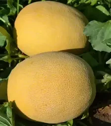 Насіння дині Афродіта F1, п.о. 1 тис.  насінин (Libra Seeds)