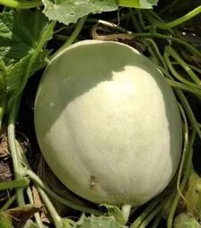 Насіння дині Анук F1 (INX 1063), п.о. 1 тис. насінин (Innova Seeds)