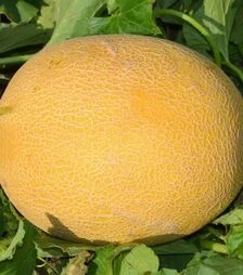 Насіння дині М 21 F1, п.о. 1 тис. насінин (Libra Seeds)