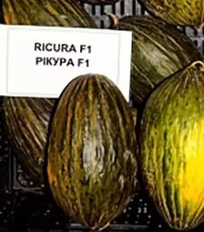 Семена дыни Рикура F1, п.е. 100 семян (Rijk Zwaan)