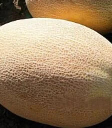 Семена дыни UG 160 F1, п.е. 1000 семян (United Genetics)
