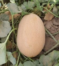 Семена дыни ES 25157 F1, п.о. 100 семян (Ergon Seed)
