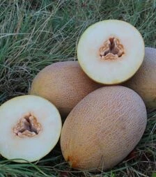 Семена дыни PL 6310 F1, п.о. 500 семян (Asia Seed)