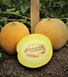 Семена дыни Ванда (КС 517) F1, п.о. 100 семян (Kitano Seeds)