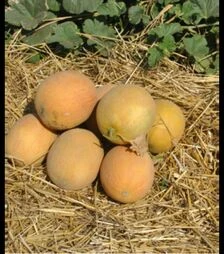 Семена дыни Гурмет F1, п.о. 1 тыс. семян (Hollar Seeds)