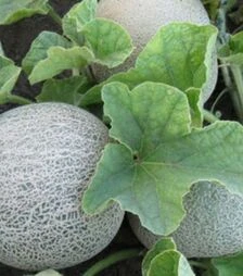 Семена дыни КС 7049 F1, п.о. 100 семян (Kitano Seeds)