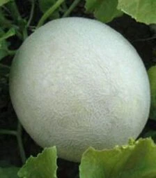 Семена дыни Мира F1, п.о. 100 семян (Kitano Seeds)