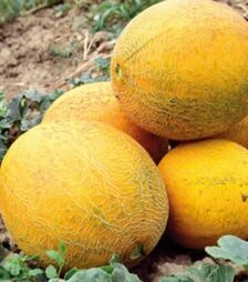 Семена дыни Нора (ИНХ 1234) F1, п.о. 100 семян (Innova Seeds)