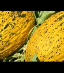 Семена дыни Ариана F1, п.о. 1 тыс. семян (Libra Seeds)