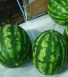 Насіння кавуна Сан Світ F1, п.о. 500 насінин (Cora Seeds)
