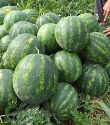 Насіння кавуна Бонд F1, п.о. 1 тис. насінин (Cora Seeds)