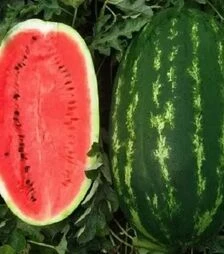 Насіння кавуна Карнаката F1, п.о. 1 тис. насінин (United Genetics)