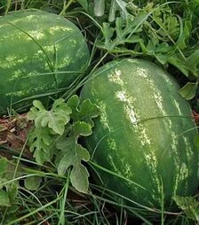 Насіння кавуна Кримсон Світ Lark Seeds, 500 г (Spark Seeds)