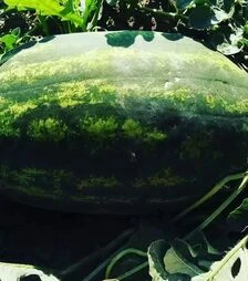 Насіння кавуна Монро F1 (INX 1723 F1), п.о. 1 тис. насінин (Innova Seeds)