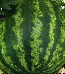 Насіння кавуна Тейтум F1 (INX 1805), п.о. 1 тис. насінин (Innova Seeds)