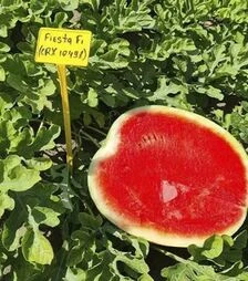 Насіння кавуна Фієста F1, п.о. 1 тис. насінин (Cora Seeds)