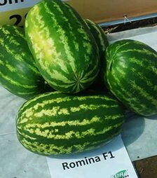 Насіння кавуна Роміна F1, п.о. 1000 насінин (Cora Seeds)