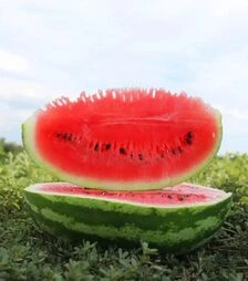 Семена арбуза ES 75077 F1, п.е. 500 семян (Ergon)