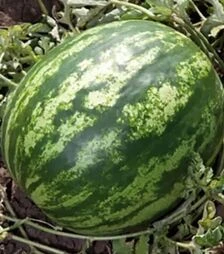 Насіння кавуна КС 165 F1, п.о. 1 тис. насінин (Kitano Seeds)
