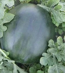 Насіння кавуна СРХ 10041 F1, п.о. 1 тис. насінин (Cora Seeds)