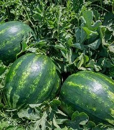 Насіння кавуна E26C.00050 F1, п.о. 500 насінин (Enza Zaden)