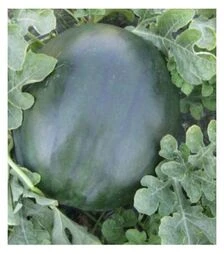 Семена арбуза CRX 10041 F1, п.о. 1 тыс. семян (Cora Seeds)