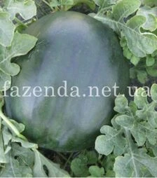 Насіння кавуна CRX 10041 F1, п.о. 1 тис. насінин (Cora Seeds)