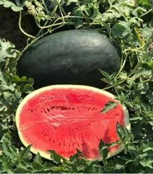 Насіння кавуна CRX 10510 F1, п.о. 1 тис. насінин (Cora Seeds)