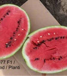 Семена арбуза ЕС 75077 F1, п.о. 500 семян (Ergon Seed)