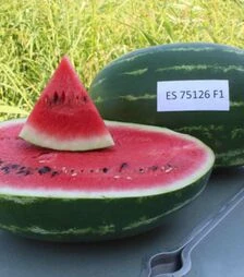 Семена арбуза ЕС 75126 F1, п.о. 100 семян (Ergon Seed)