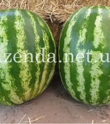 Насіння кавуна Авалон F1, п.о. 100 насінин (Innova Seeds)