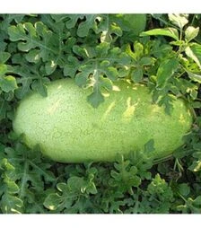 Насіння кавуна Банір (КС 1819) F1, п.о. 100 насінин (Kitano Seeds)