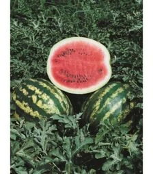 Семена арбуза Кримсон Мир F1, 1 кг (Moravo Seed)