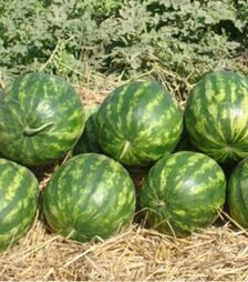 Семена арбуза Кримсон Делайт F1, п.о. 1 тыс. семян (Hollar Seeds)