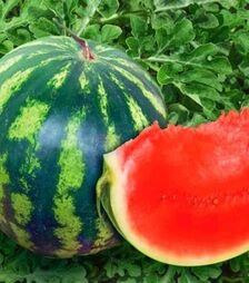 Насіння кавуна Кримсон Світ, п.о. 100 насінин (Innova Seeds)