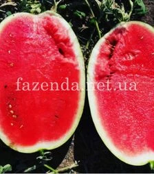 Насіння кавуна Монро (ІНХ 1723) F1, п.о. 100 насінин (Innova Seeds)