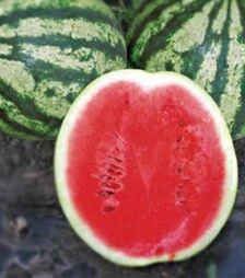 Семена арбуза Найс (КС 638), п.о. 100 семян (Kitano Seeds)