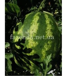 Насіння кавуна Тейтум (ІНХ 1805) F1, п.о. 100 насінин (Innova Seeds)