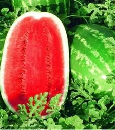 Семена арбуза Триумф F1, п.о. 1 тыс. семян (Hollar Seeds)