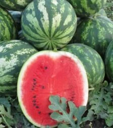Семена арбуза Шейни (КС 163) F1, п.о. 1 тыс. семян (Kitano Seeds)