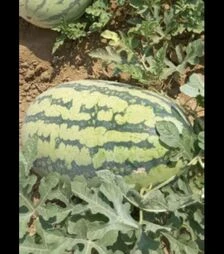 Насіння кавуна Драгон F1, п.о. 250 насінин (Libra Seeds)