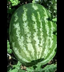 Семена арбуза Квантум F1, п.о. 250 семян (Libra Seeds)