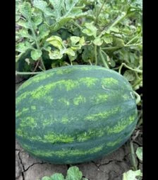 Семена арбуза Люмен F1, п.о. 250 семян (Libra Seeds)