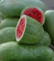 Насіння кавуна Чарльстон Грей, 250 г (Leda Seeds)