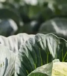 Насіння білоголової капусти Коронейшн F1, п.о. 2,5 тис. насінин (Takii Seed)