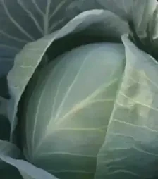 Насіння білоголової капусти Ортус F1, п.о. 2,5 тис. насінин (Takii Seed)