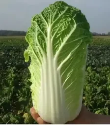 Насіння пекінської капусти Ендуро F1, п.о. 2,5 тис. насінин (Takii Seed)
